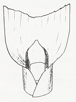 A rounded ligule