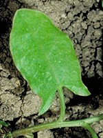 Arrowhead-shaped leaf