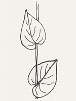 Leaves that clasp the stem