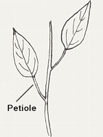 Leaves with petioles