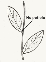 Leaves with no petioles