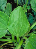 Leaves are waxy with prominent veins