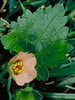 Leaves with coarse cut margins