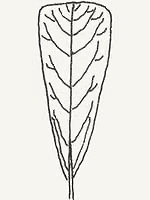 A wedge-shaped leaf