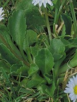 Leaves are smooth and narrow to a petiole