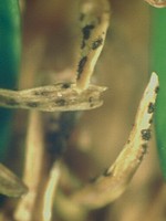 Black spikey fruiting structures on leaves