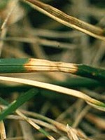 Leaves with hourglass-shaped band