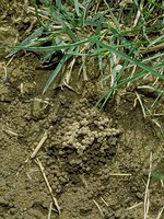 Castings on soil surface