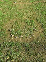 Ring of mushrooms in turf