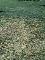 bleached or burned turfgrass