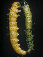 Caterpillars with spots and bristles