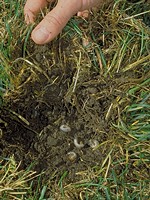 Lifting up turf to reveal C-shaped grubs