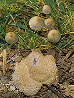 Mushrooms in turf