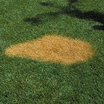 Damage from herbicide spill