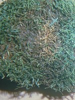 Turf with reddish, sticky leaves