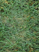 Watersoaked leaves with fungal threads