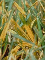 Leaves with orange pustules