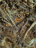 Dark brown sclerotia