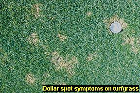 Dollar spot symptoms