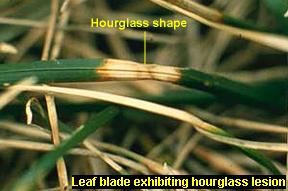 Hourglass lesion on leaf blade