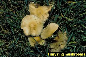 Fairy ring mushrooms