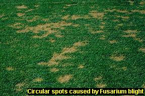 Circular spots in turf