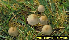 Mushrooms in sod