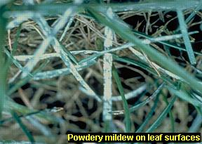 Powdery mildew infection on leaves