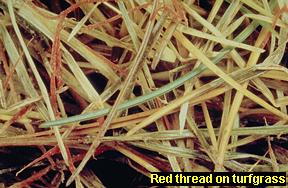 Red thread symptoms on turfgrass