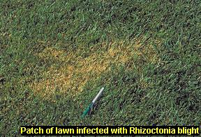 Rhizoctonia infected patch