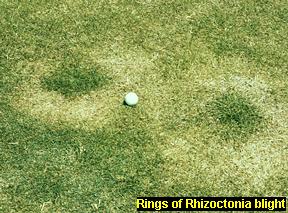 Rings of Rhizoctonia blight