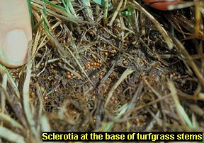 Sclerotia at base of stems