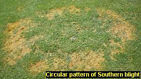 Circular patches of dead turf