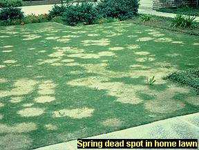 Spring dead spot