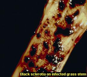 Sclerotia on infected stem