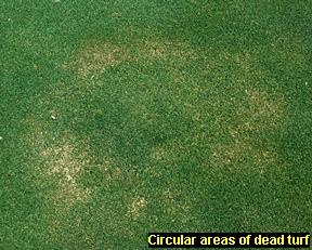 Circular areas of dead and dying plants