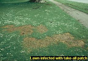 Take-all patch in a lawn