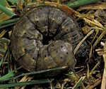 Cutworm larva