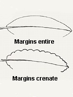 Margins entire or crenate