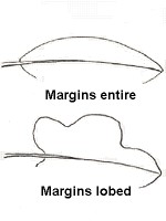 Leaf margins entire or lobed