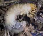 Black turfgrass ataenius larva