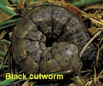 Black cutworm larva