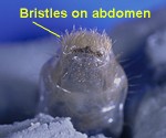 Abdominal bristles on white grub