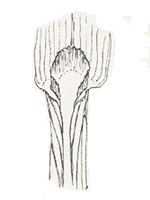 Collar with toothed ligule