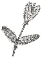 Hairy leaves