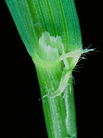 Collar region with long, clasping auricles