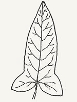 A hastate-shaped leaf