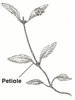 Petioles on leaves