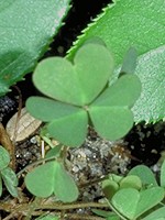 Heart-shaped leaflets