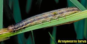 Armyworm larva